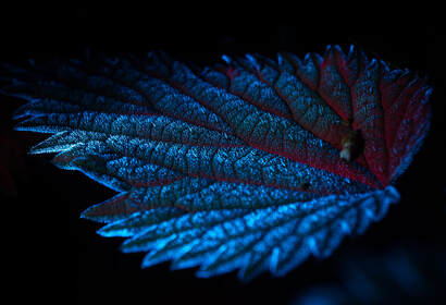 Nettle Leaf glowing 